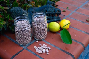 dry beans