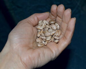 dry beans