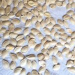 Dry seeds on paper towels