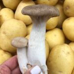 mushroom
