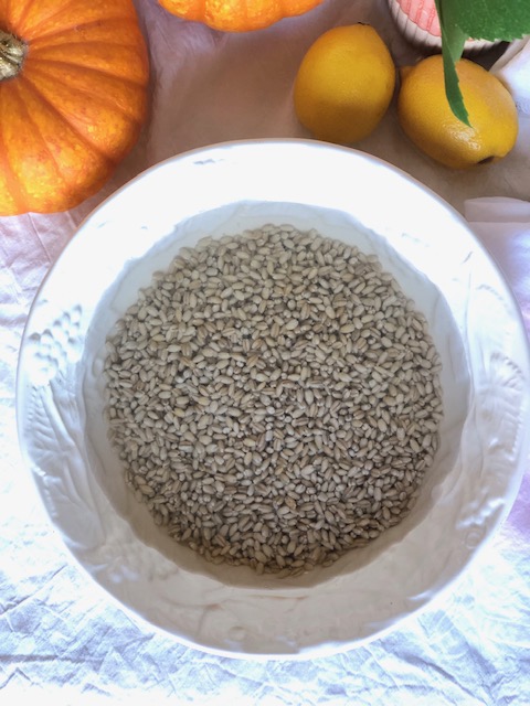 Barley soaking in water