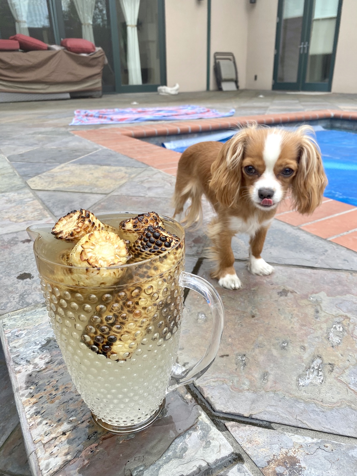 Our cavalier Penny and the grilled corn in salt water brine