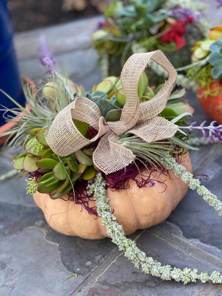 Succulent Cinderella Princess Pumpkin