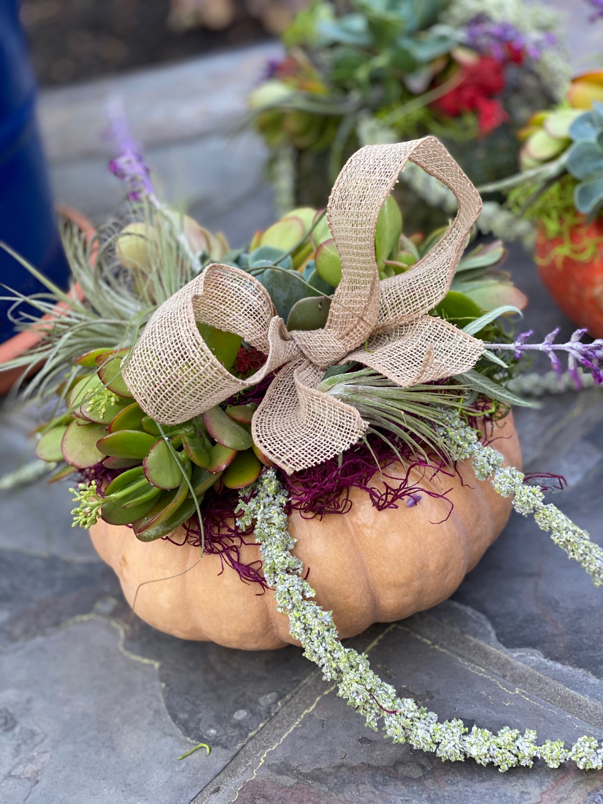 Succulent Cinderella Princess Pumpkin