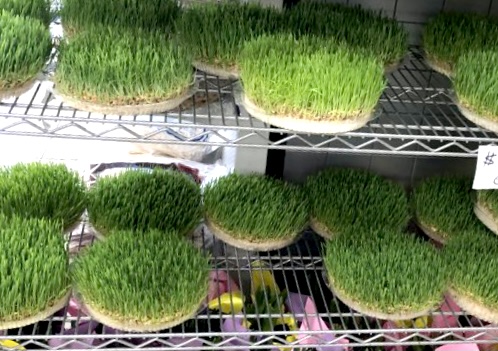 Persian grass for Norooz Sabzeh